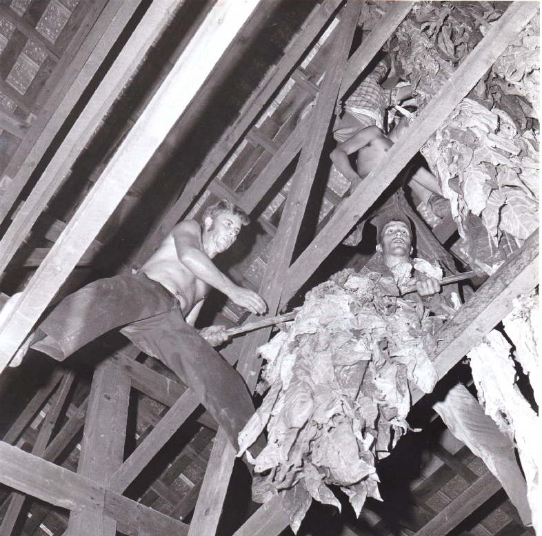 Hanging Tobacco