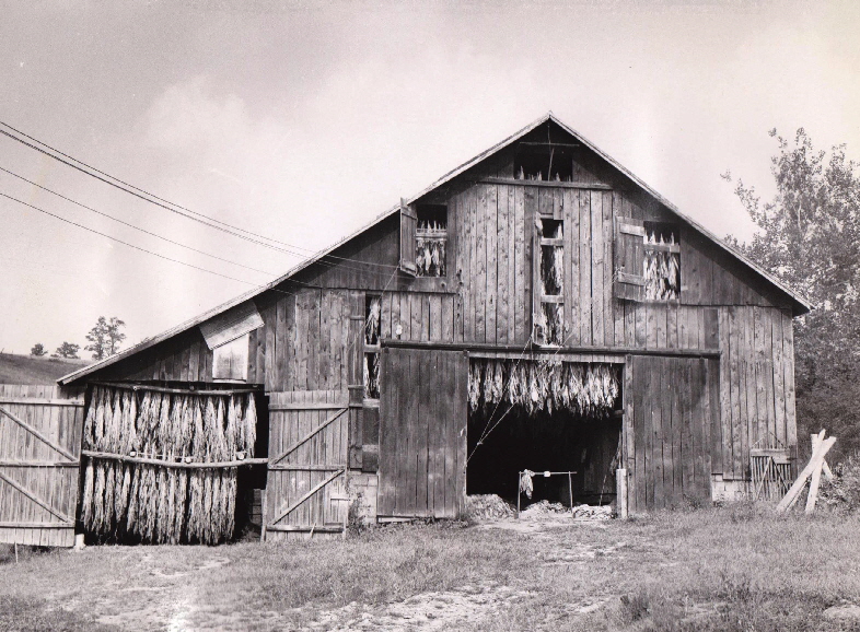 Tobacco hanging in barn. Leland True farm on Dry Fork Road